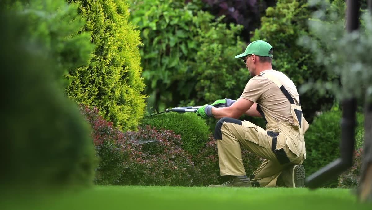 Pruning shrubs in a landscaped yard
